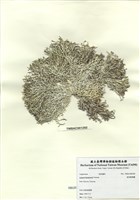 藏品(波氏粉枝藻)的圖片